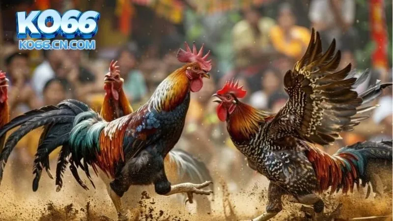 Các sảnh game tại đá gà KO66 bạn cần nắm rõ